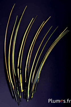 Gans schacht - 25-30 cm - zwart-limoen-geel